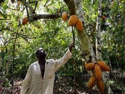 Côte d’ivoire – Campagne intermédiaire du cacao : Le cacao payé entre 600 et 800 FCFA, reprise du trafic au Ghana