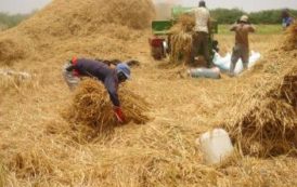 Nouveau record de la production de riz en Afrique de l’Ouest