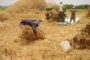 L’arrivée sur les marchés au Sénégal des produits de la nouvelle campagne