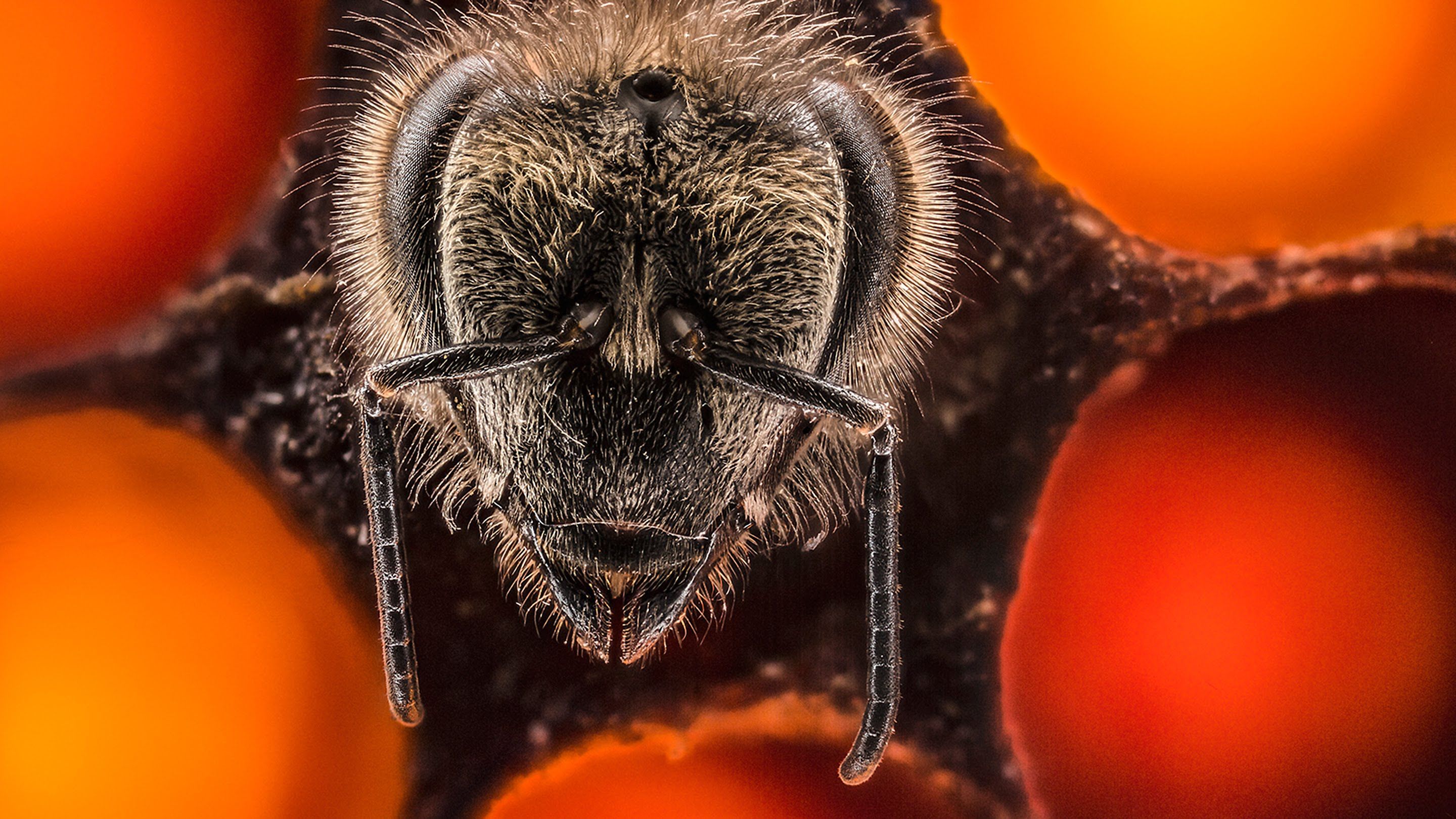 Un aperçu extraordinaire des 21 premiers jours de la vie d’une abeille en 60 secondes