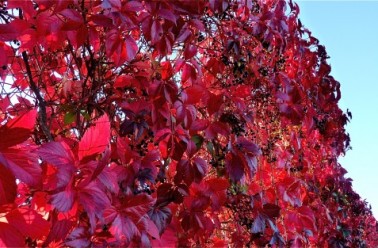 Plantes veinotoniques : elles améliorent notre circulation sanguine