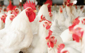 Maroc : La Fisa alerte sur une pénurie imminente de poulets