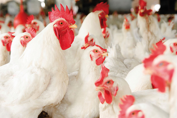 Maroc : La Fisa alerte sur une pénurie imminente de poulets