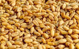 Tchad : La BAfD valide un nouveau projet pour la lutte contre la faim en Afrique