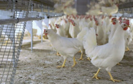Maroc : Les abattoirs avicoles modernes tirent la sonnette d’alarme