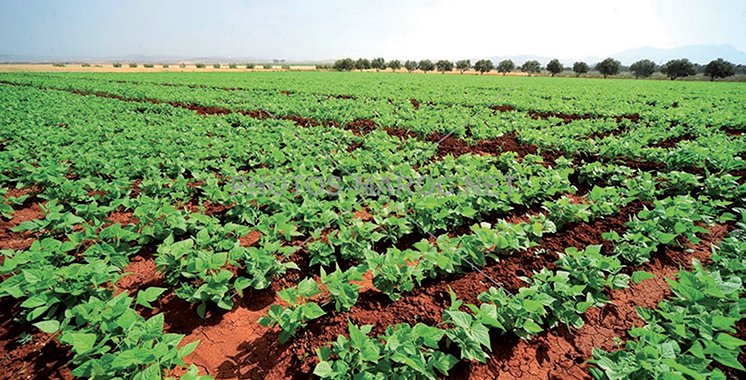 Maroc / Agriculture : Les pluies d’avril dopent la campagne