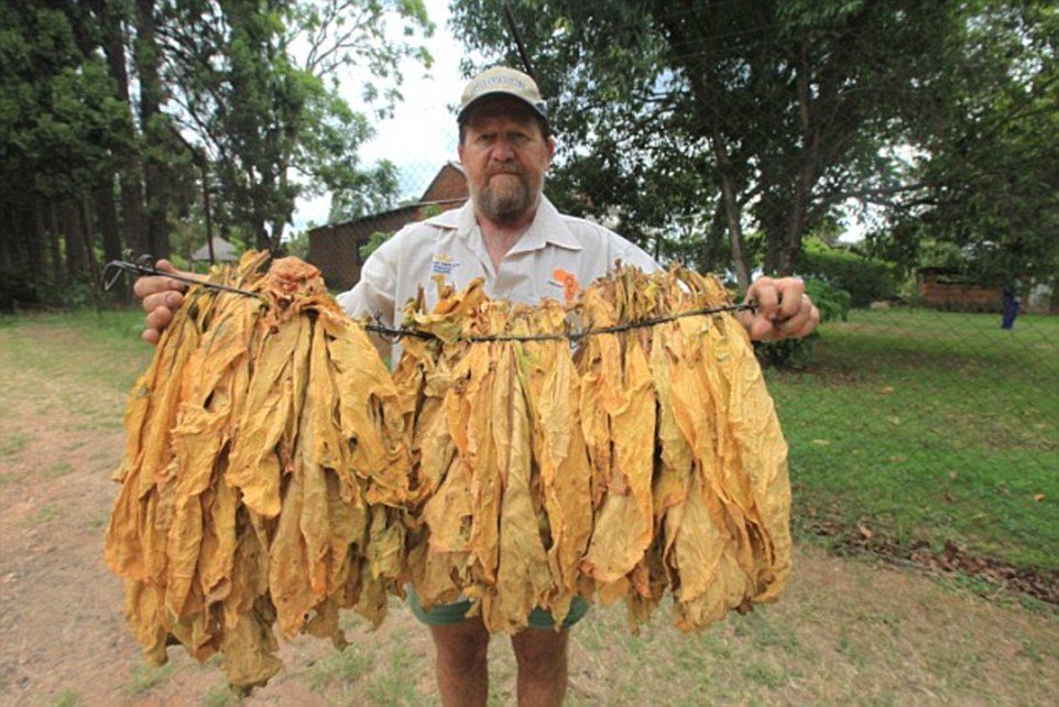 Evicted White Farmer to Get His Land Back in the New Zimbabwe