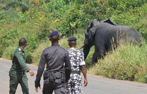 Côte d’Ivoire : Un paysan tué par un éléphant à Niakara